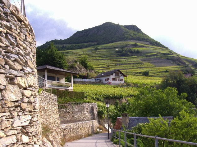 Plantation de vigne 2