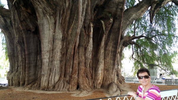 El Tule, Arbre del Tule