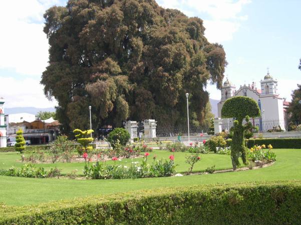 DSCN7053 l'Abre du Tulé  très protégé et vénéré