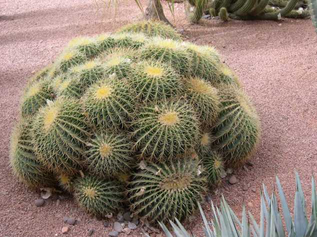 Le coussin de la belle mère