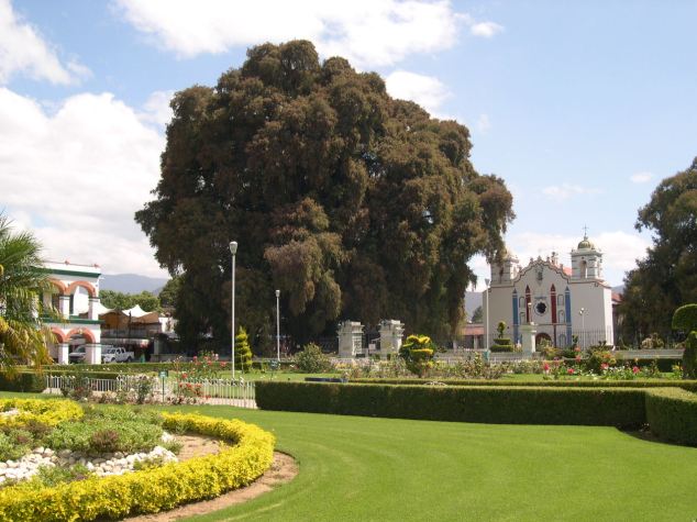 DSCN7052 Arbre du Tulé Plus de 2000 ans