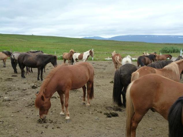 Chevaux Islandais