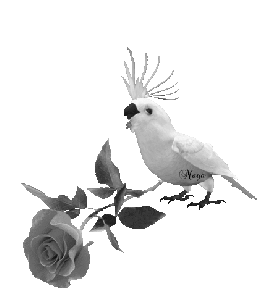 847559349902PERROQUET