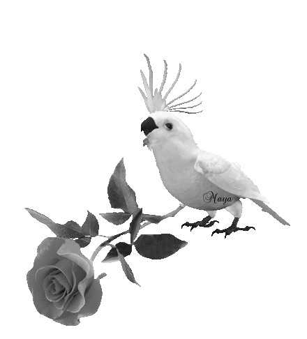 847559349902PERROQUET