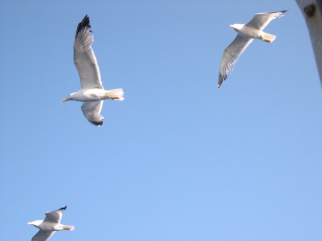 le ballet desz frégates