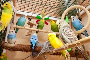 budgies_in_cage_with_accessories
