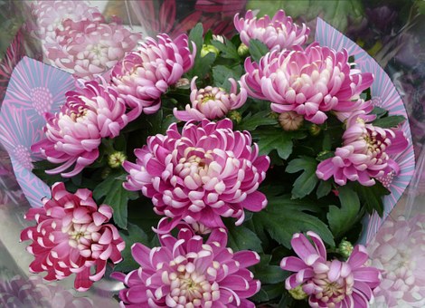 chrysanthemums-bouquet-74949__340