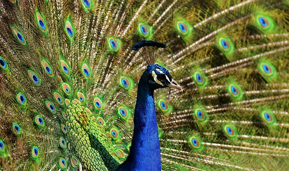 peacock-2479717__340