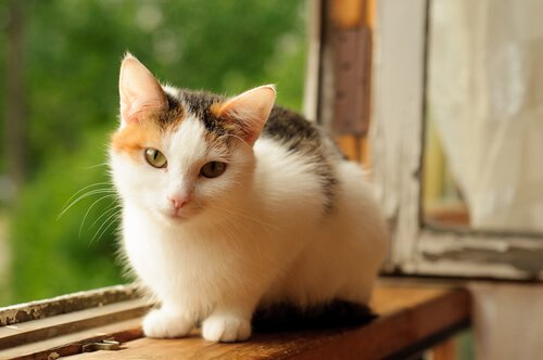 Le-chat-Calico